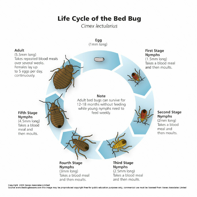 Bed Bugs Life Cycle - source BedBugBware.com Bed Bugs Life Cycle - source BedBugBware.com