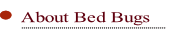 About Bed Bugs.