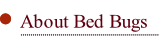 About Bed Bugs.